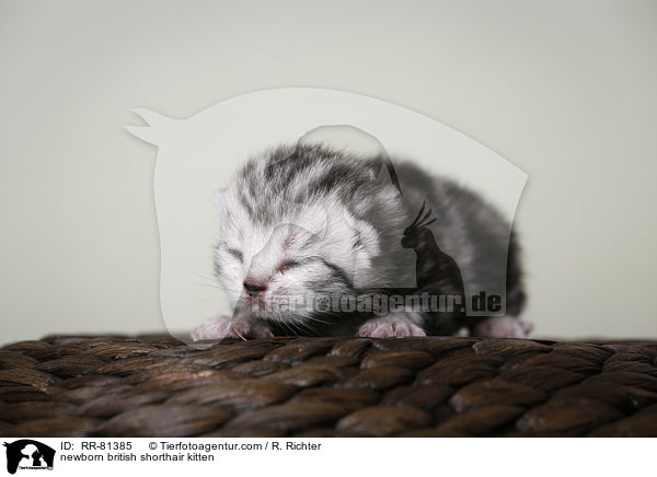 neugeborenes Britisch Kurzhaar Ktzchen / newborn british shorthair kitten / RR-81385