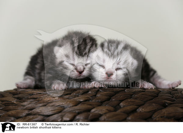 neugeborene Britisch Kurzhaar Ktzchen / newborn british shorthair kittens / RR-81387
