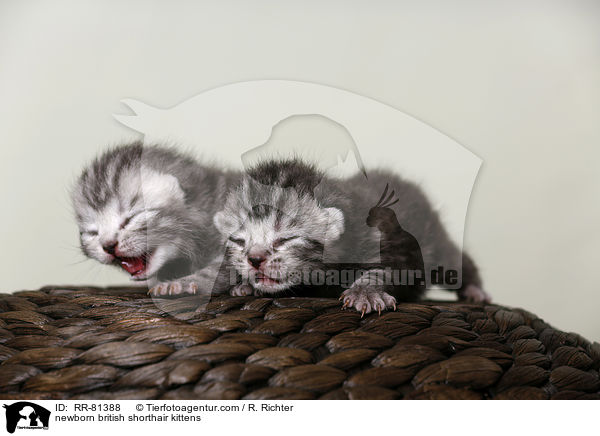 neugeborene Britisch Kurzhaar Ktzchen / newborn british shorthair kittens / RR-81388