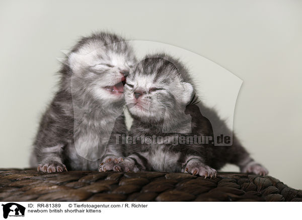 neugeborene Britisch Kurzhaar Ktzchen / newborn british shorthair kittens / RR-81389