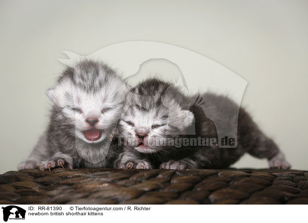neugeborene Britisch Kurzhaar Ktzchen / newborn british shorthair kittens / RR-81390