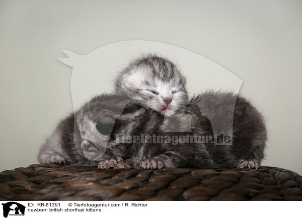 neugeborene Britisch Kurzhaar Ktzchen / newborn british shorthair kittens / RR-81391