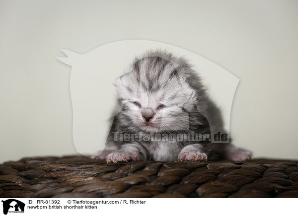 neugeborenes Britisch Kurzhaar Ktzchen / newborn british shorthair kitten / RR-81392