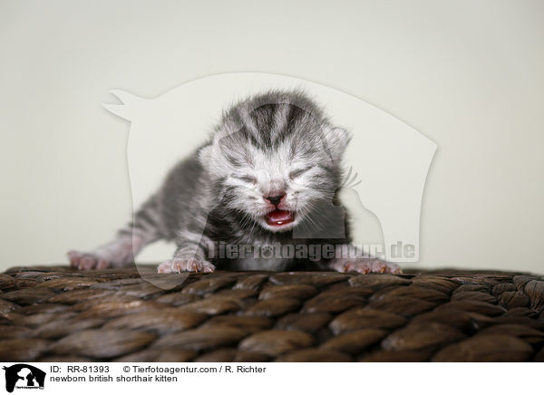neugeborenes Britisch Kurzhaar Ktzchen / newborn british shorthair kitten / RR-81393