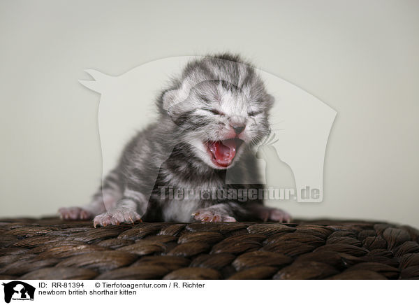 neugeborenes Britisch Kurzhaar Ktzchen / newborn british shorthair kitten / RR-81394