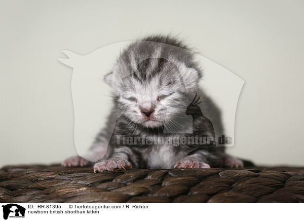 neugeborenes Britisch Kurzhaar Ktzchen / newborn british shorthair kitten / RR-81395