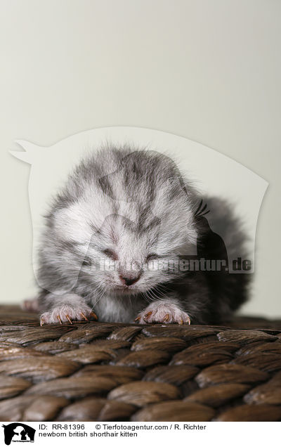 neugeborenes Britisch Kurzhaar Ktzchen / newborn british shorthair kitten / RR-81396
