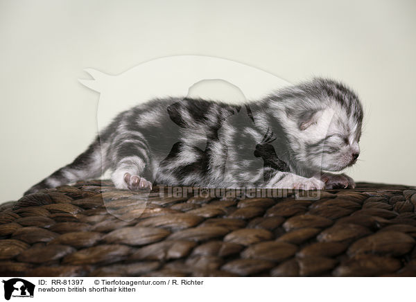 neugeborenes Britisch Kurzhaar Ktzchen / newborn british shorthair kitten / RR-81397
