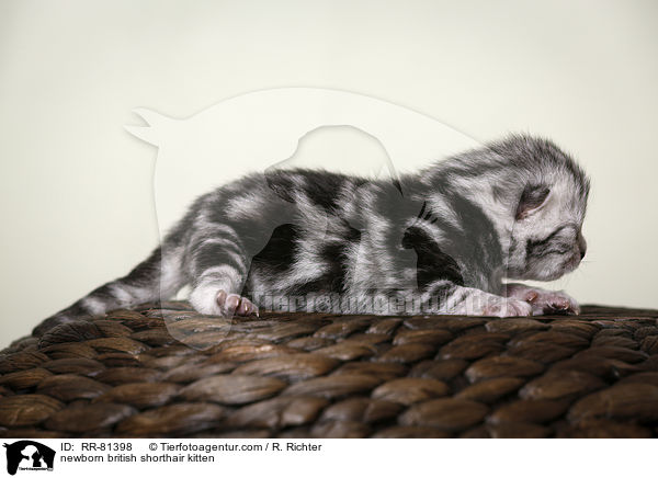neugeborenes Britisch Kurzhaar Ktzchen / newborn british shorthair kitten / RR-81398