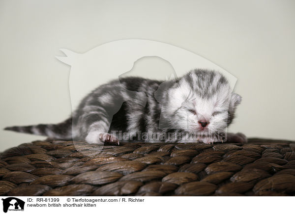 neugeborenes Britisch Kurzhaar Ktzchen / newborn british shorthair kitten / RR-81399
