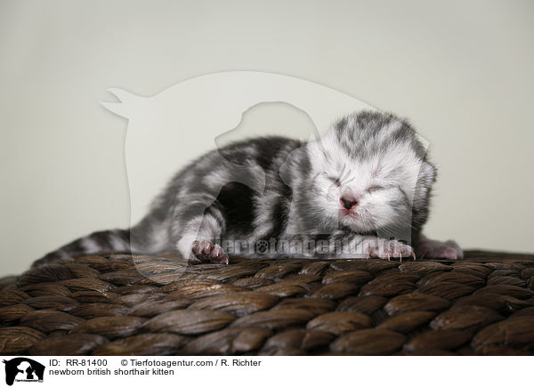 neugeborenes Britisch Kurzhaar Ktzchen / newborn british shorthair kitten / RR-81400