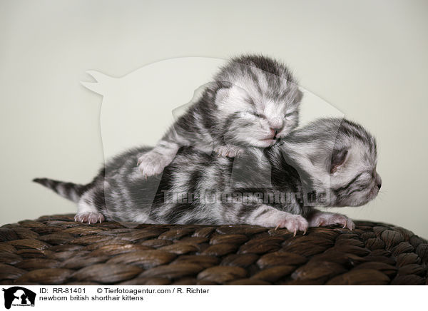 neugeborene Britisch Kurzhaar Ktzchen / newborn british shorthair kittens / RR-81401
