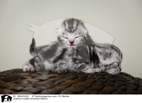 neugeborene Britisch Kurzhaar Ktzchen / newborn british shorthair kittens / RR-81402