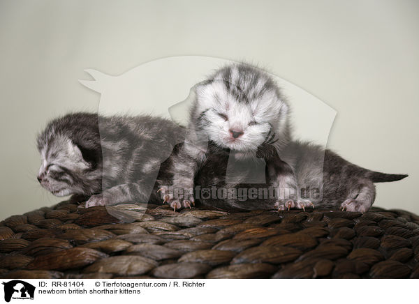 neugeborene Britisch Kurzhaar Ktzchen / newborn british shorthair kittens / RR-81404