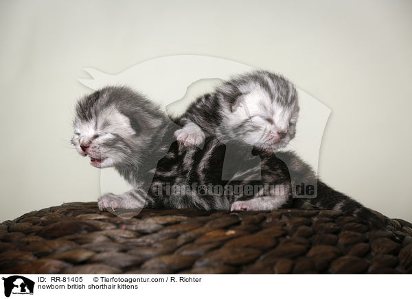 neugeborene Britisch Kurzhaar Ktzchen / newborn british shorthair kittens / RR-81405