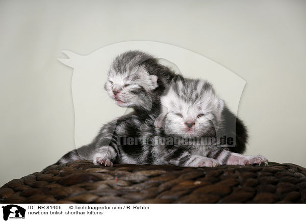 neugeborene Britisch Kurzhaar Ktzchen / newborn british shorthair kittens / RR-81406