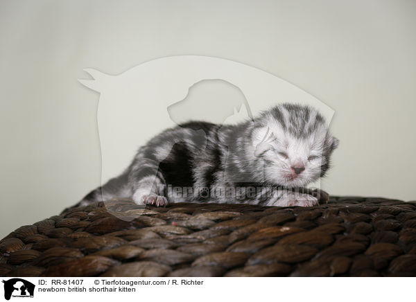 neugeborenes Britisch Kurzhaar Ktzchen / newborn british shorthair kitten / RR-81407