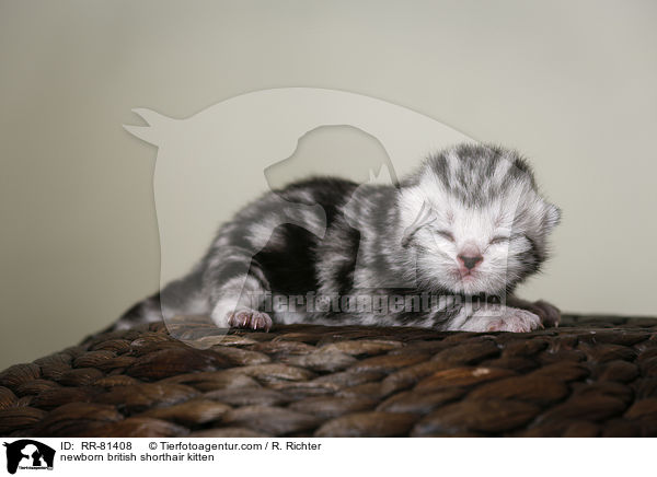 neugeborenes Britisch Kurzhaar Ktzchen / newborn british shorthair kitten / RR-81408