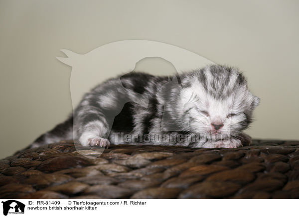 neugeborenes Britisch Kurzhaar Ktzchen / newborn british shorthair kitten / RR-81409