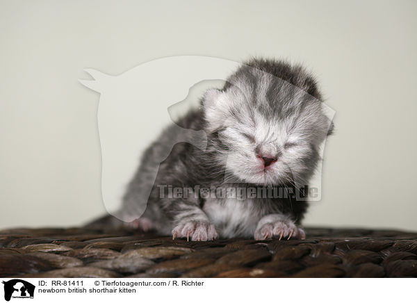 neugeborenes Britisch Kurzhaar Ktzchen / newborn british shorthair kitten / RR-81411