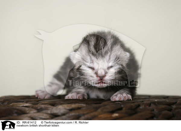 neugeborenes Britisch Kurzhaar Ktzchen / newborn british shorthair kitten / RR-81412