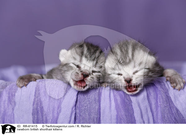 neugeborene Britisch Kurzhaar Ktzchen / newborn british shorthair kittens / RR-81415