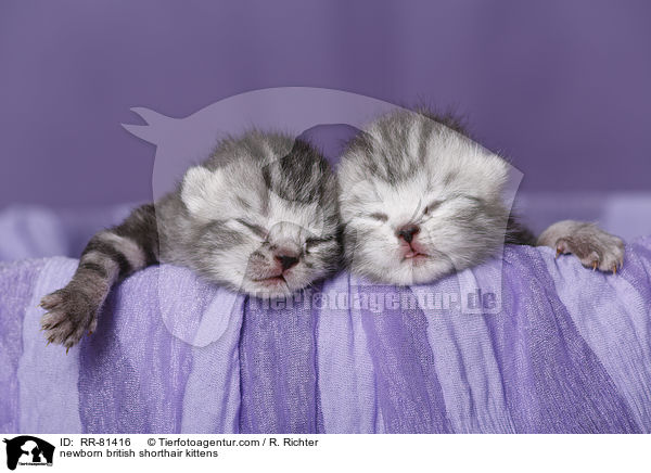 neugeborene Britisch Kurzhaar Ktzchen / newborn british shorthair kittens / RR-81416
