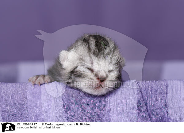 neugeborenes Britisch Kurzhaar Ktzchen / newborn british shorthair kitten / RR-81417