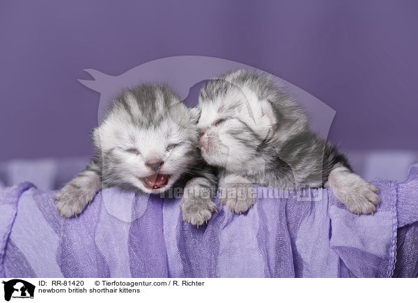neugeborene Britisch Kurzhaar Ktzchen / newborn british shorthair kittens / RR-81420
