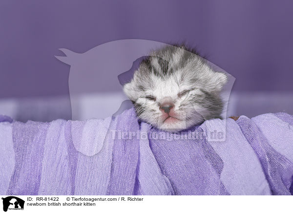 neugeborenes Britisch Kurzhaar Ktzchen / newborn british shorthair kitten / RR-81422