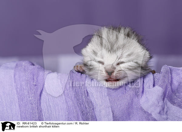 neugeborenes Britisch Kurzhaar Ktzchen / newborn british shorthair kitten / RR-81423