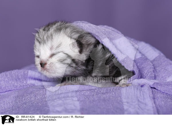 neugeborenes Britisch Kurzhaar Ktzchen / newborn british shorthair kitten / RR-81424