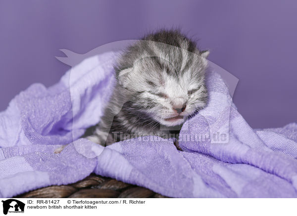 neugeborenes Britisch Kurzhaar Ktzchen / newborn british shorthair kitten / RR-81427