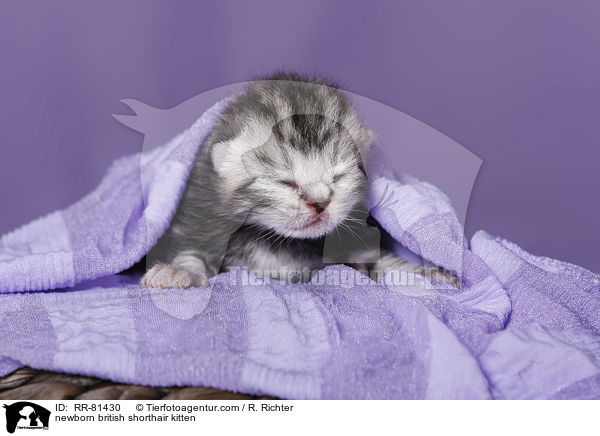 neugeborenes Britisch Kurzhaar Ktzchen / newborn british shorthair kitten / RR-81430