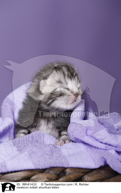 neugeborenes Britisch Kurzhaar Ktzchen / newborn british shorthair kitten / RR-81433