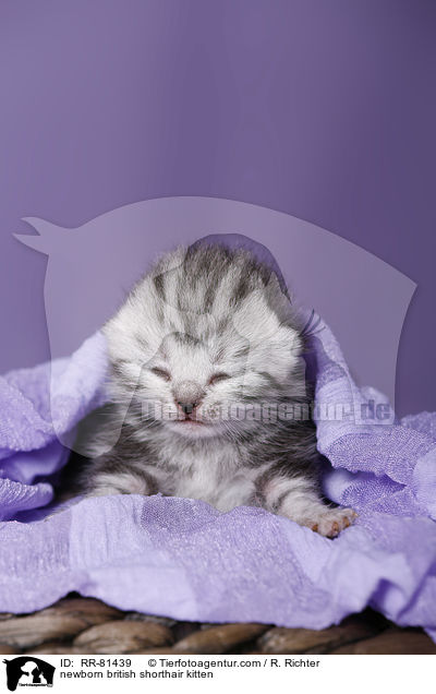 neugeborenes Britisch Kurzhaar Ktzchen / newborn british shorthair kitten / RR-81439