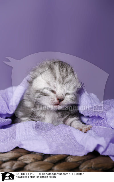 neugeborenes Britisch Kurzhaar Ktzchen / newborn british shorthair kitten / RR-81440