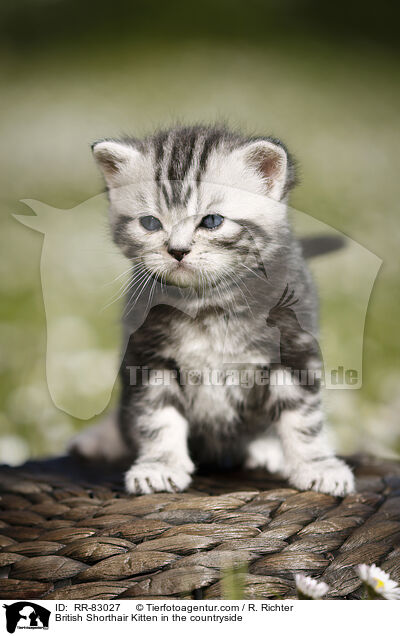 Britisch Kurzhaar Ktzchen im Grnen / British Shorthair Kitten in the countryside / RR-83027