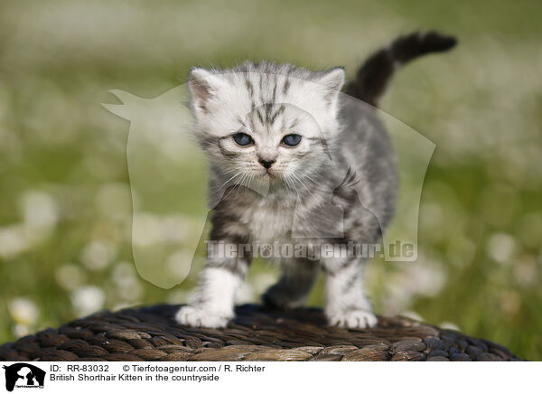 Britisch Kurzhaar Ktzchen im Grnen / British Shorthair Kitten in the countryside / RR-83032