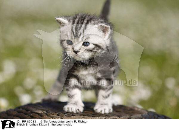 Britisch Kurzhaar Ktzchen im Grnen / British Shorthair Kitten in the countryside / RR-83033