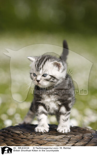 Britisch Kurzhaar Ktzchen im Grnen / British Shorthair Kitten in the countryside / RR-83034