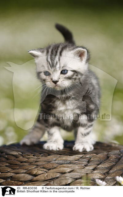 Britisch Kurzhaar Ktzchen im Grnen / British Shorthair Kitten in the countryside / RR-83036