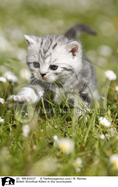Britisch Kurzhaar Ktzchen im Grnen / British Shorthair Kitten in the countryside / RR-83037