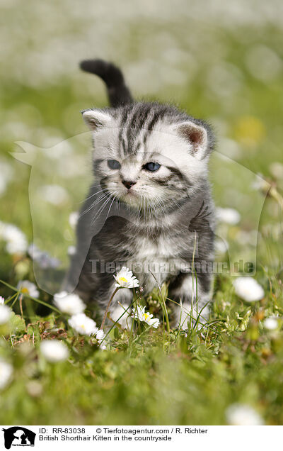 Britisch Kurzhaar Ktzchen im Grnen / British Shorthair Kitten in the countryside / RR-83038