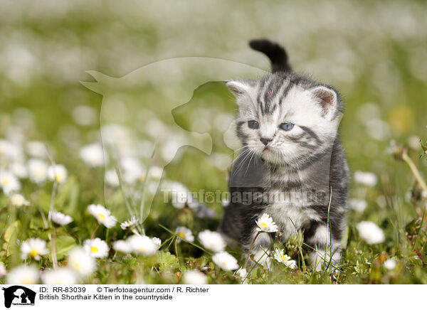 Britisch Kurzhaar Ktzchen im Grnen / British Shorthair Kitten in the countryside / RR-83039