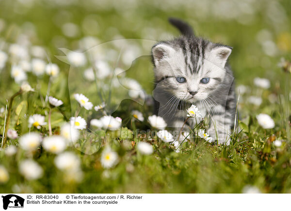 Britisch Kurzhaar Ktzchen im Grnen / British Shorthair Kitten in the countryside / RR-83040