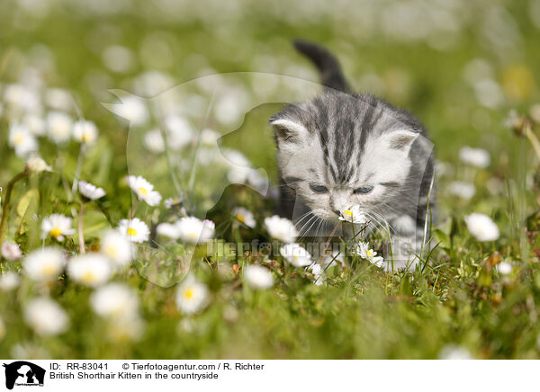Britisch Kurzhaar Ktzchen im Grnen / British Shorthair Kitten in the countryside / RR-83041
