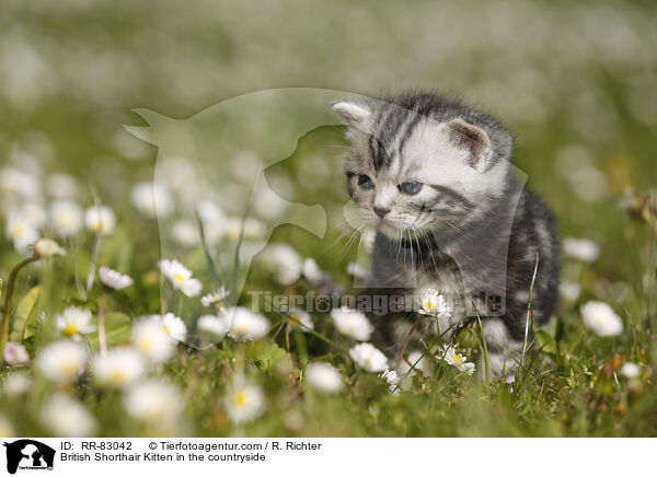 Britisch Kurzhaar Ktzchen im Grnen / British Shorthair Kitten in the countryside / RR-83042