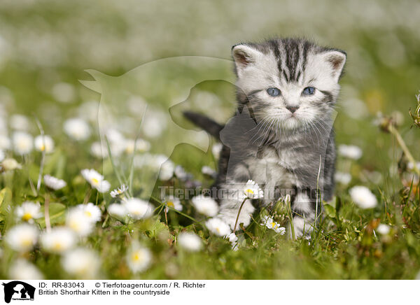 Britisch Kurzhaar Ktzchen im Grnen / British Shorthair Kitten in the countryside / RR-83043