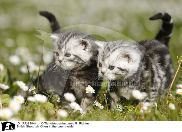 Britisch Kurzhaar Ktzchen im Grnen / British Shorthair Kitten in the countryside / RR-83044